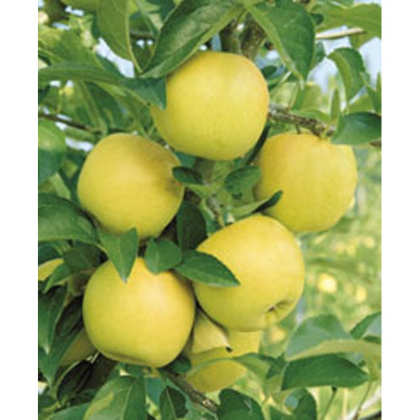 Яблуня Гібсон (саджанець, дворічний)