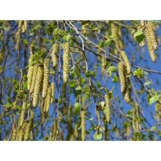 Береза ​​Звичайна (0,5 м.)