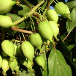 Актинідія Фігурна