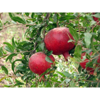 Саджанці гаранату Кримський Великоплідний