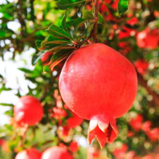 Саджанці гаранату Кримський Рожевий