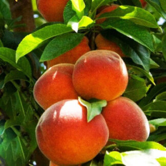 Персик колоновидний Тотем Садівника