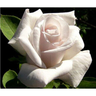 Троянда чайно-гібридна Білуга