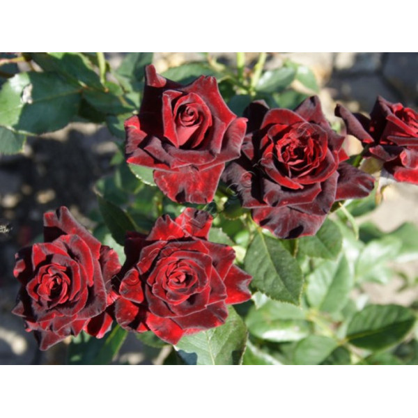 Троянда чайно-гібридна Блек Баккара