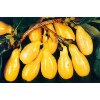 Кизил Бурштиновий / сіянець