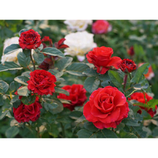 Троянда чайно-гібридна Ель Торо (El Toro)