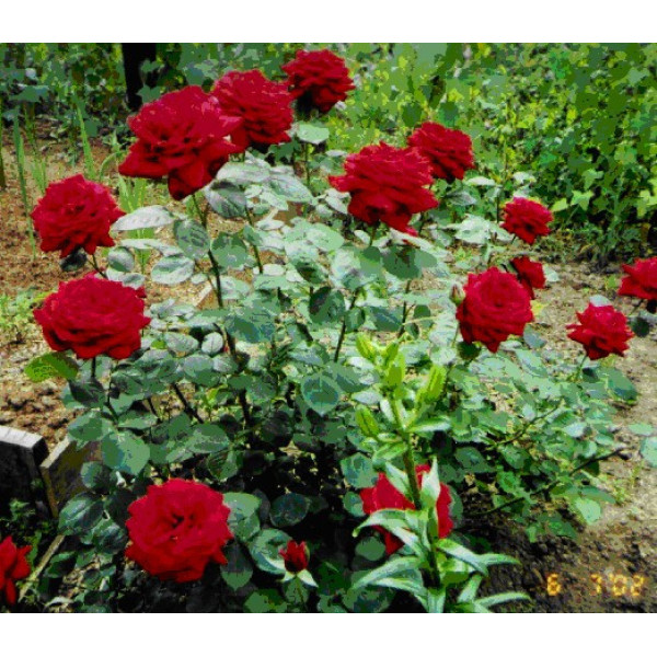 Троянда чайно-гібридна Кардинал