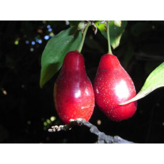 Кизил Володимирський / сіянець