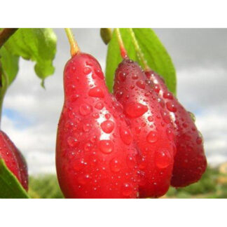 Кизил Елегантний / сіянець