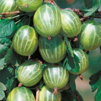 Агрус Інквінта