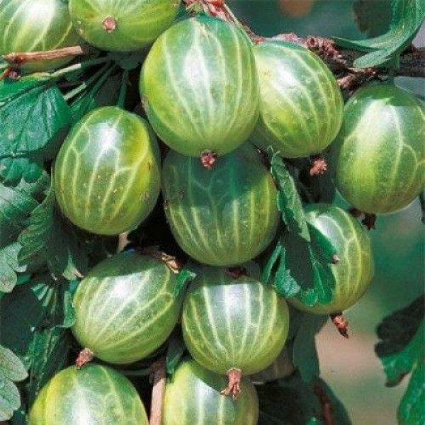 Агрус Інквінта