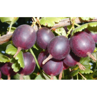 Агрус Йошта