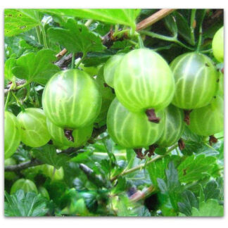 Агрус Малахіт