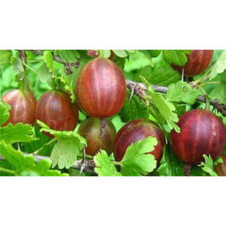 Агрус Сварог