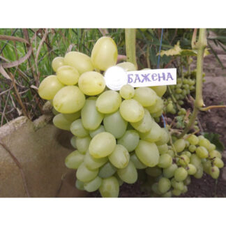 Виноград Бажена