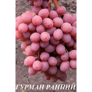 Виноград Гурман