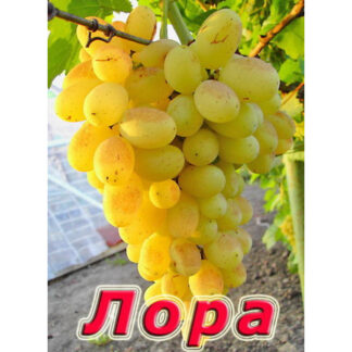 Виноград Лора