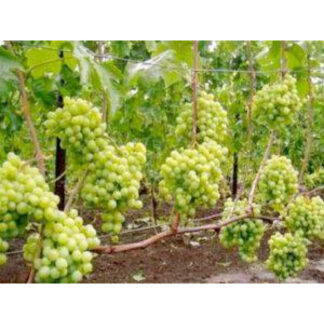 Виноград Талісман