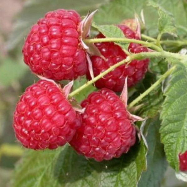 Малина Брусилівський Стандарт