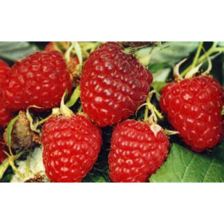 Малина Геракл