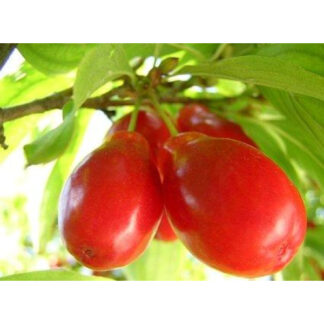 Кизил Олена / сіянець, дворічний