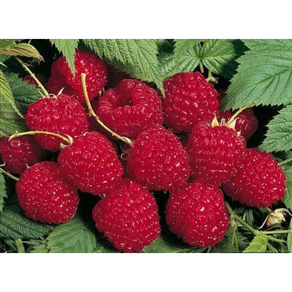 Малина Глен Ампл (саджанці, дворічні)