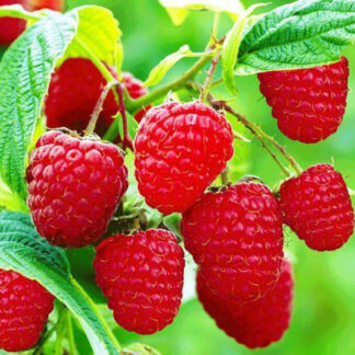 Малина Зюгана (саджанці, дворічні)