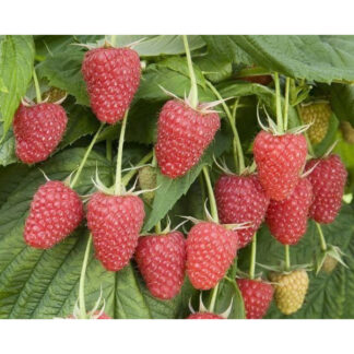 Малина Ляшка