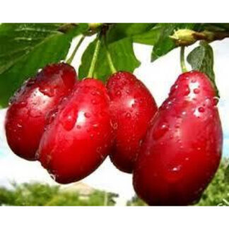 Кизил Світлячок / сіянець