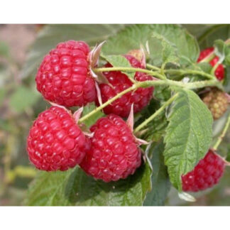 Малина Метеор (саджанці, дворічні)