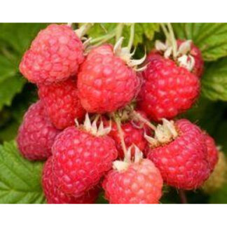 Малина Октавіа (саджанці, дворічні)