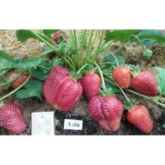 Полуниця Азія (касетна розсада)