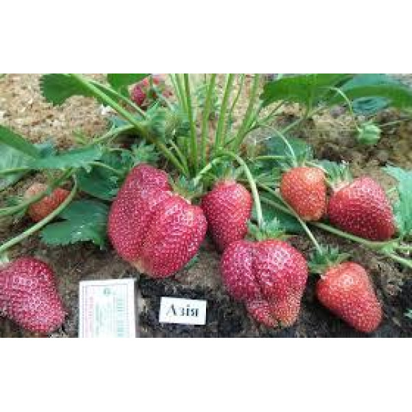 Полуниця Азія (ВКС) 5штк