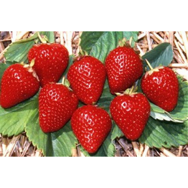 Полуниця Альба (ВКС) 5 штк