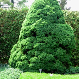 Ялина канадська Коніка (20 см)