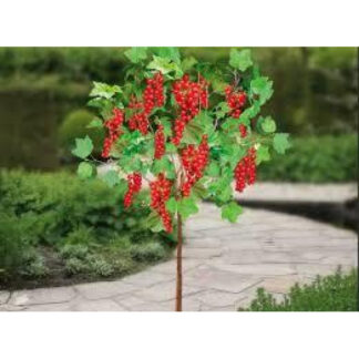 Червона Смородина Дарниця на штамбі