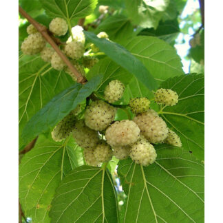 Шовковиця Біла Медова / однорічна, щеплена