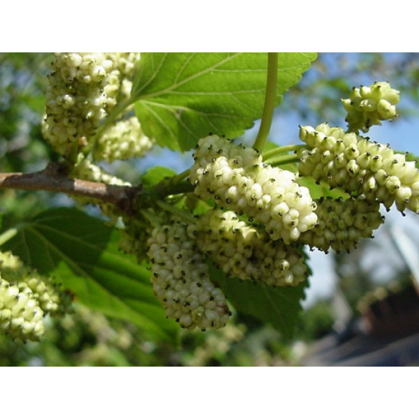 Шовковиця Стамбульська Біла / сіянець