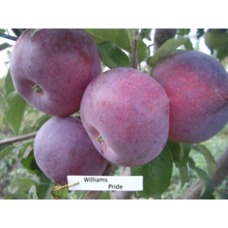 Яблуня Вільямс Прайс (саджанець, однорічний)