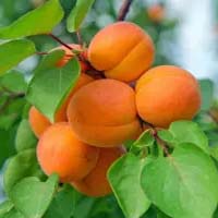 Саджанці плодових дерев