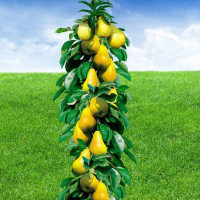 Колоновидні саджанці груші