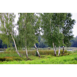 Береза Звичайна (Набір 2штк .0,5 м.)