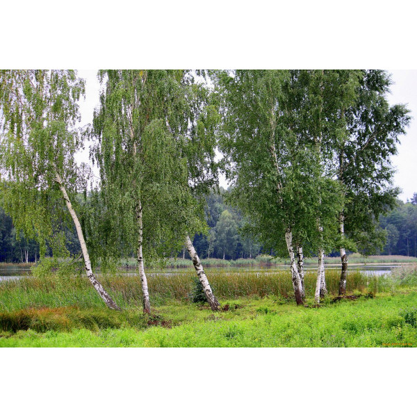 Береза Звичайна (Набір 2штк .0,5 м.)