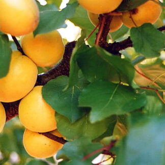 Абрикос Надія (саджанець, дворічний)