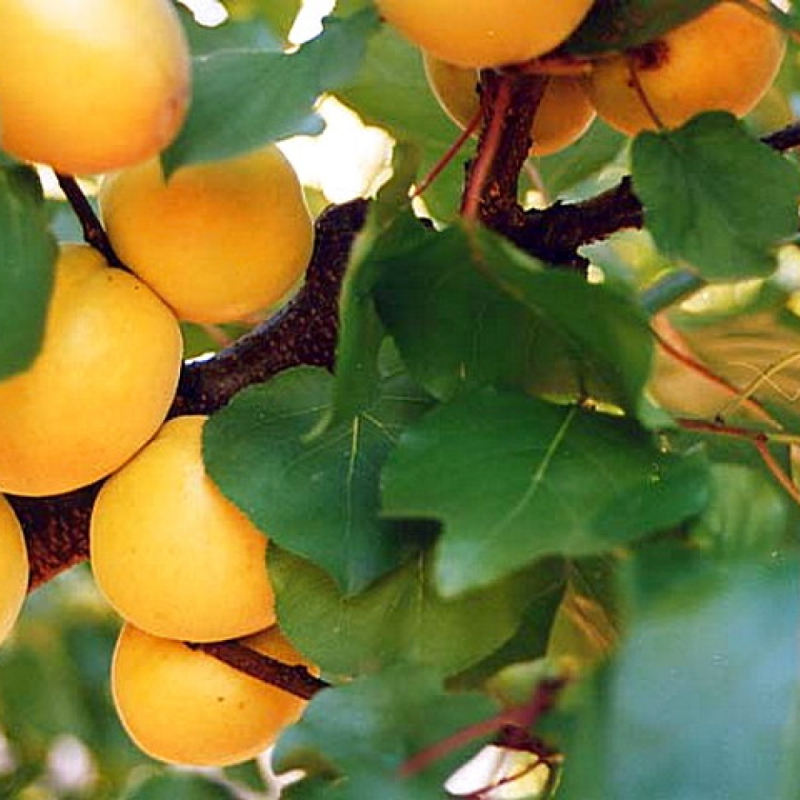 Абрикос Надія (саджанець, однорічний)