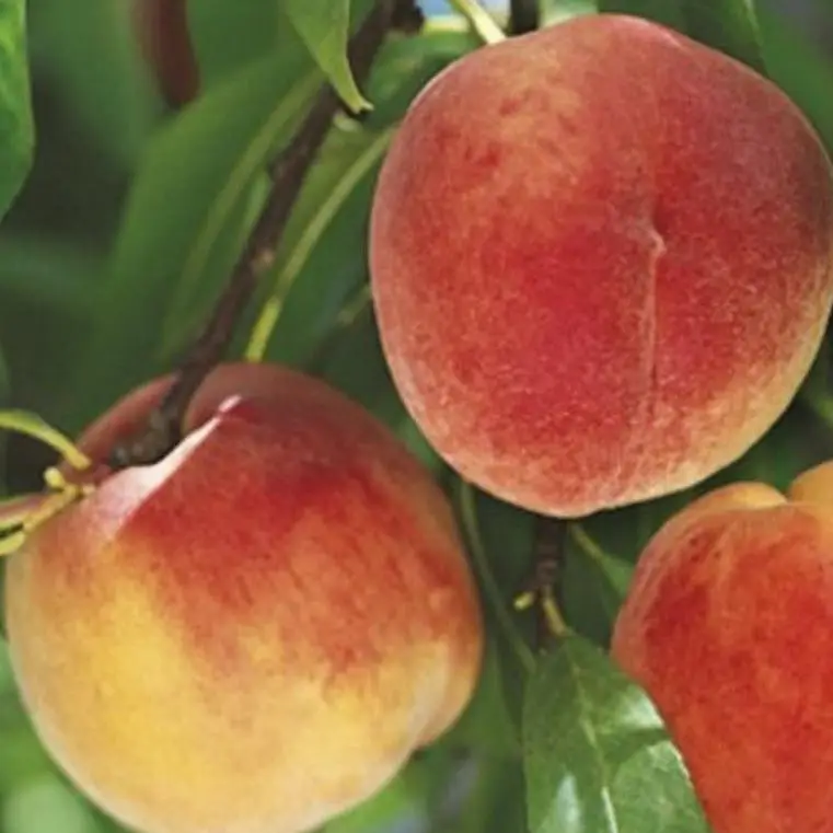 Персик Віренея (саджанець, дворічний)
