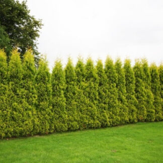 Туя Смагард 100-120 см