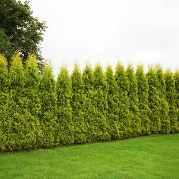 Туя Смагард 100-120 см