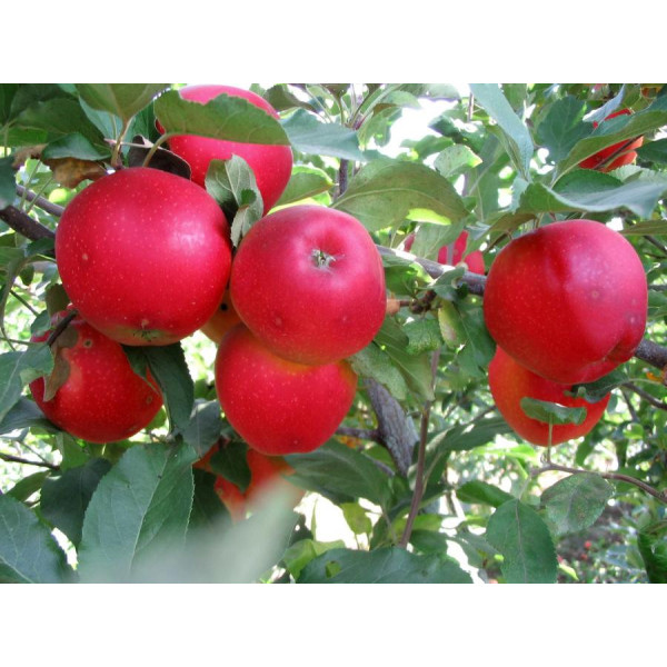Яблуня Гала (саджанець, однорічний) - Зображення 2