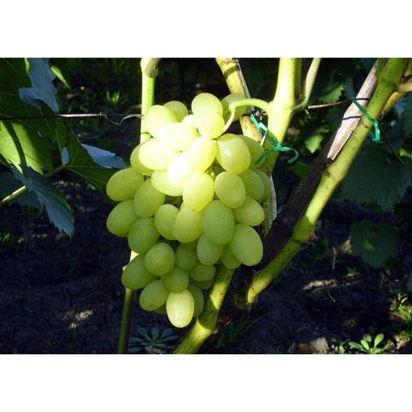 Виноград Кеша - Зображення 4